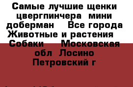 Самые лучшие щенки цвергпинчера (мини доберман) - Все города Животные и растения » Собаки   . Московская обл.,Лосино-Петровский г.